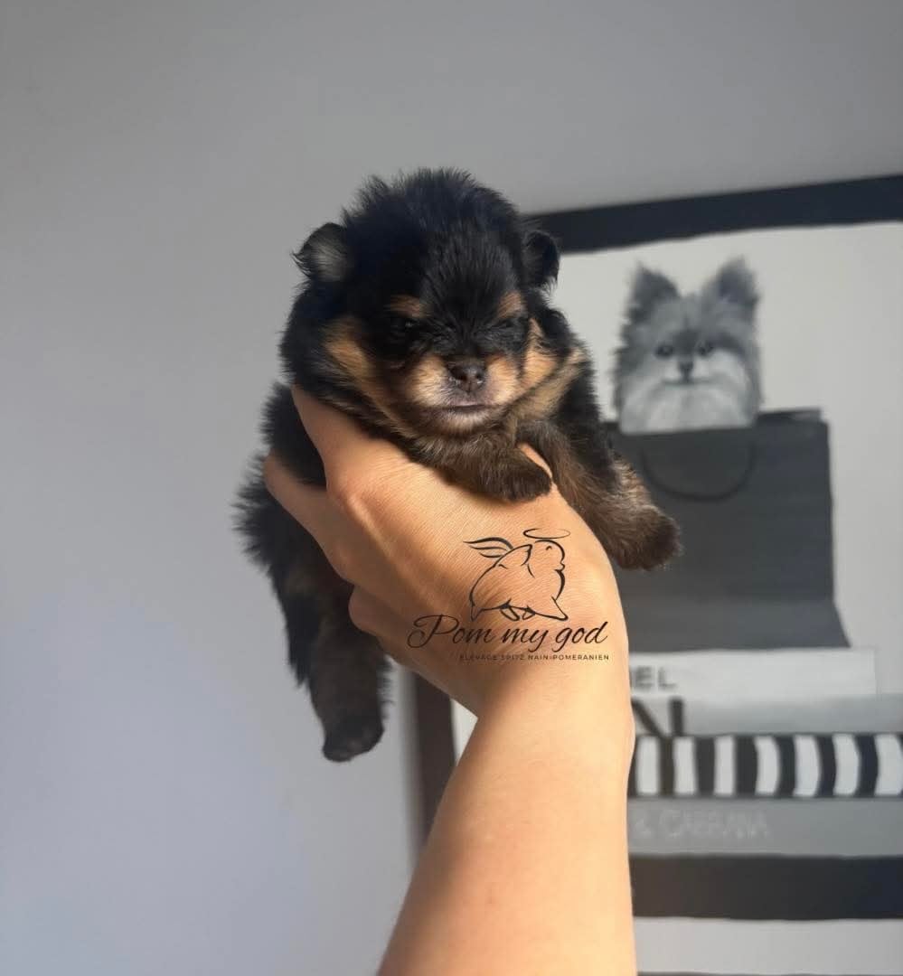 Publication : Pom My God Auteur : Adeline Smolders