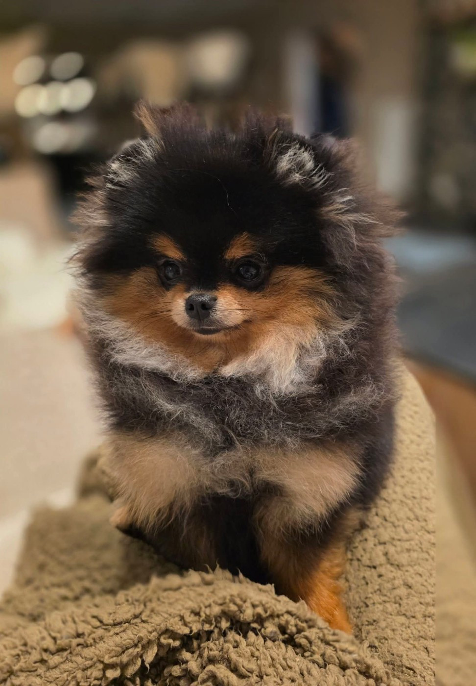 Publication : Pom My God Auteur : Adeline Smolders