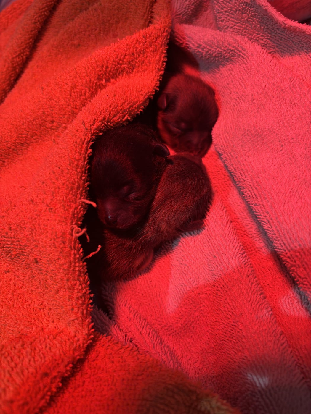 Spitz allemand - Pom My God