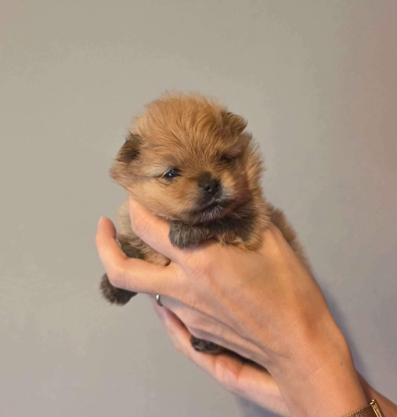 Pom My God Berlin - Spitz allemand