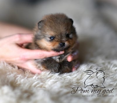 Les chiots de Spitz allemand