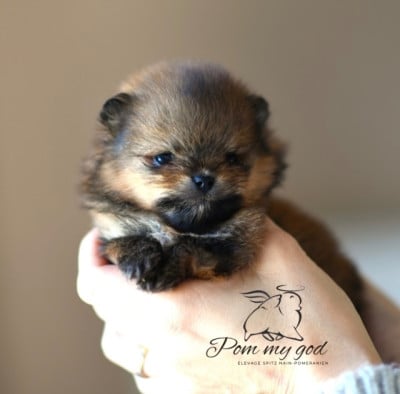 Les chiots de Spitz allemand