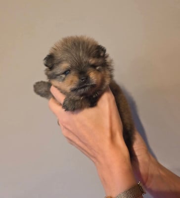 Pom My God Bowie - Spitz allemand