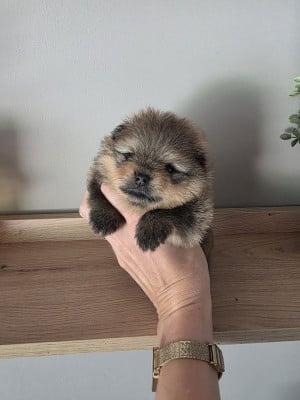 Pom My God Boston - Spitz allemand