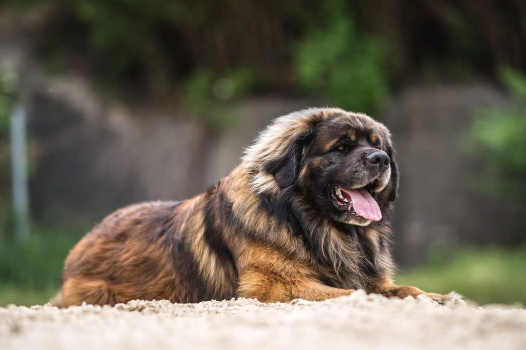 Publication : Du Charme De Montrésor