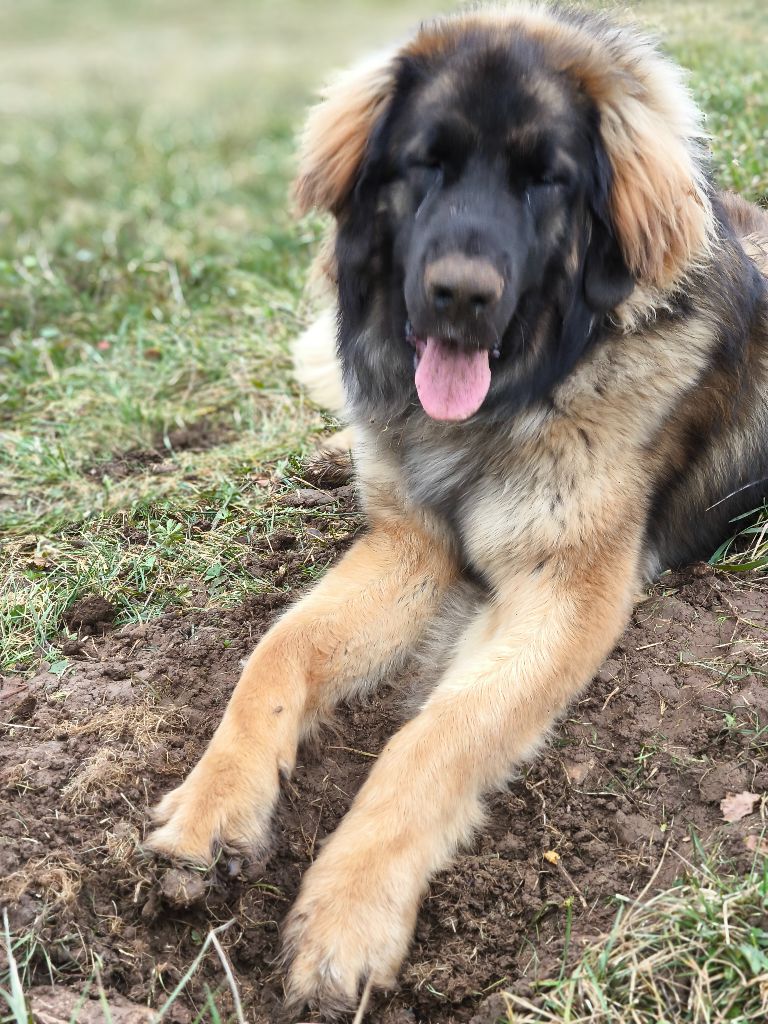 Verone Du Charme De Montrésor