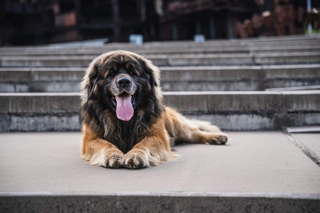 Publication : Du Charme De Montrésor