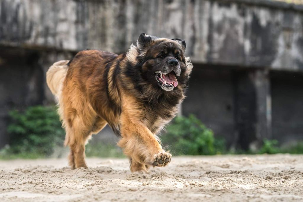 Publication : Du Charme De Montrésor