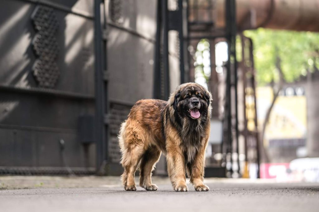 Publication : Du Charme De Montrésor