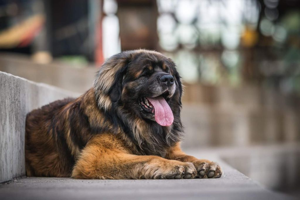 Publication : Du Charme De Montrésor