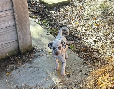 Les chiots de Dalmatien