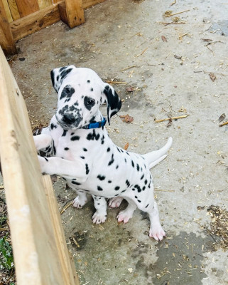 Les chiots de Dalmatien