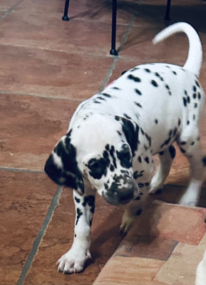 Les chiots de Dalmatien