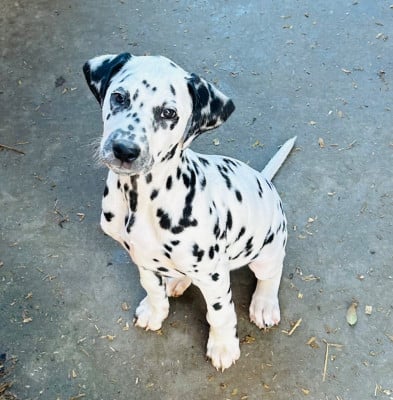 Les chiots de Dalmatien