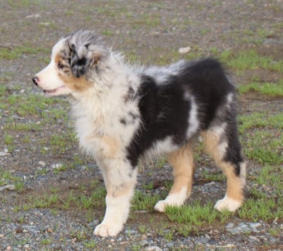 Les chiots de Berger Australien