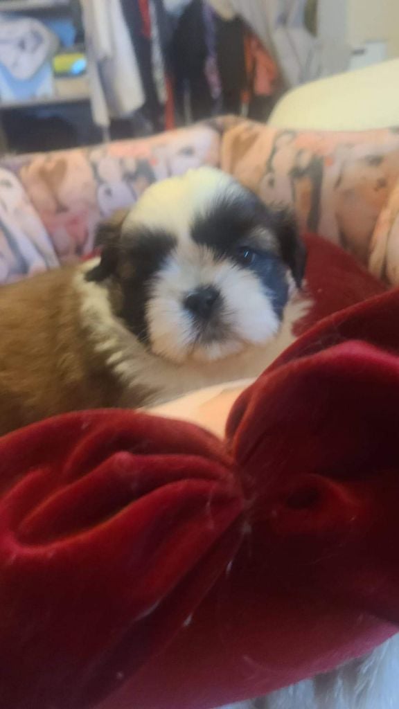 Vanina jolie de la vallée aux mille fleurs