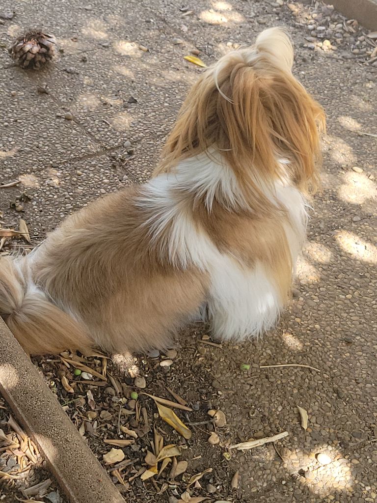 Vivaldi de la vallée aux mille fleurs