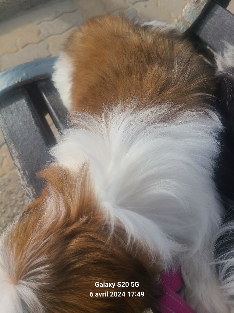 Vanina jolie de la vallée aux mille fleurs