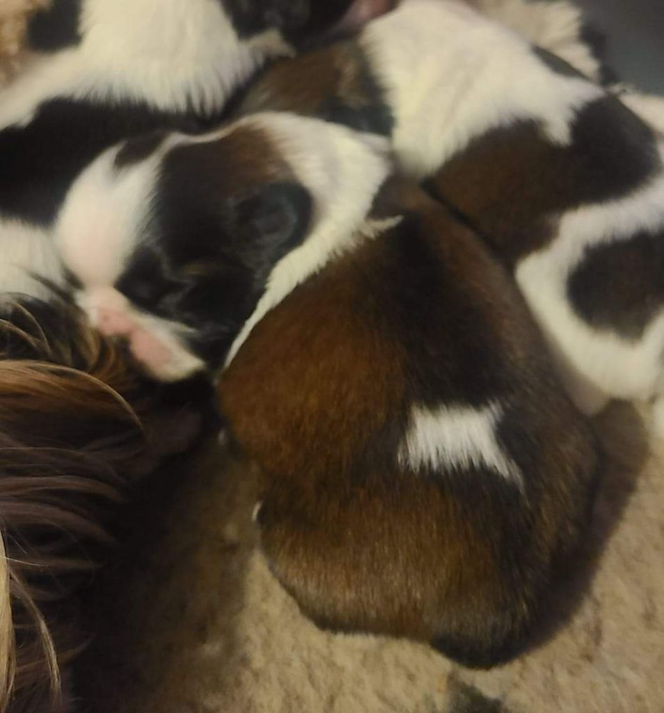 Vanina jolie de la vallée aux mille fleurs