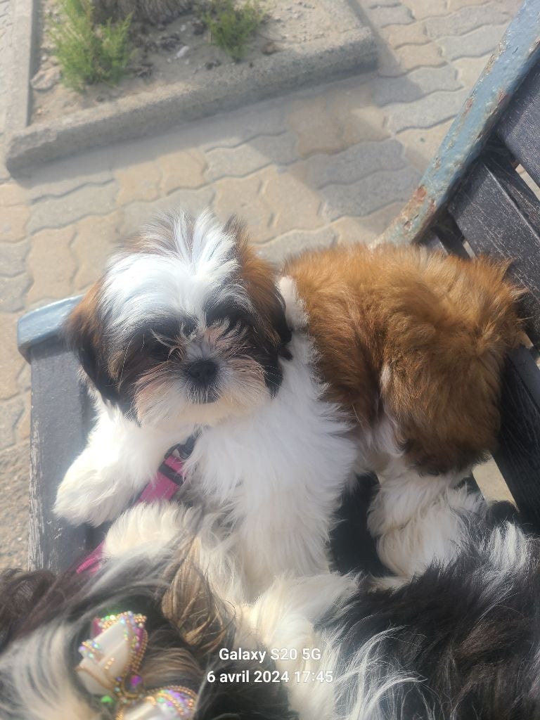 Vanina jolie de la vallée aux mille fleurs