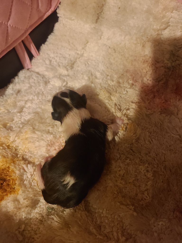 Vanina jolie de la vallée aux mille fleurs