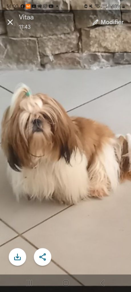 Vivaldi de la vallée aux mille fleurs