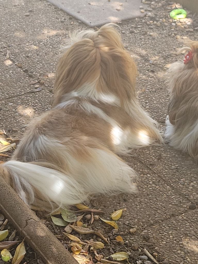 Vivaldi de la vallée aux mille fleurs