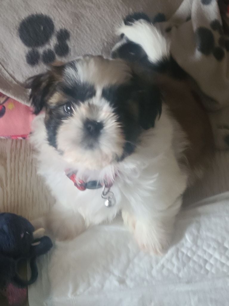 Vanina jolie de la vallée aux mille fleurs