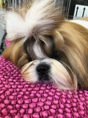 de la vallée aux mille fleurs