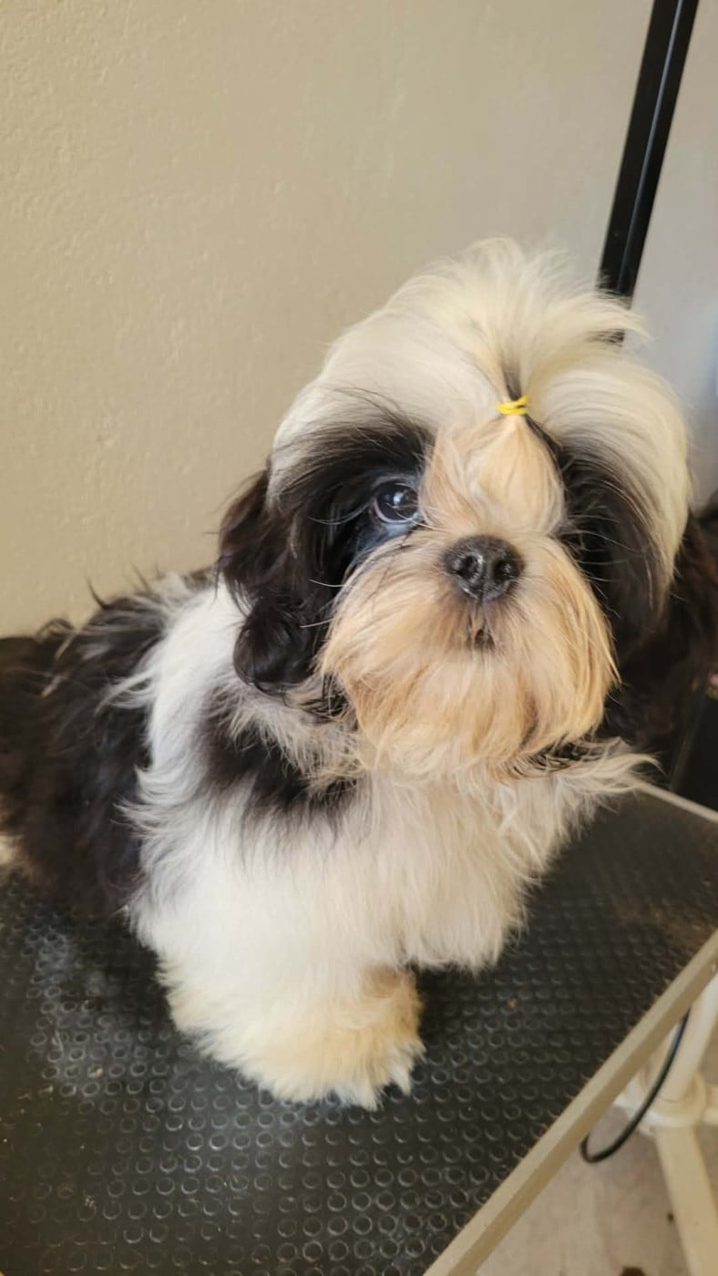 Shih Tzu - de la vallée aux mille fleurs