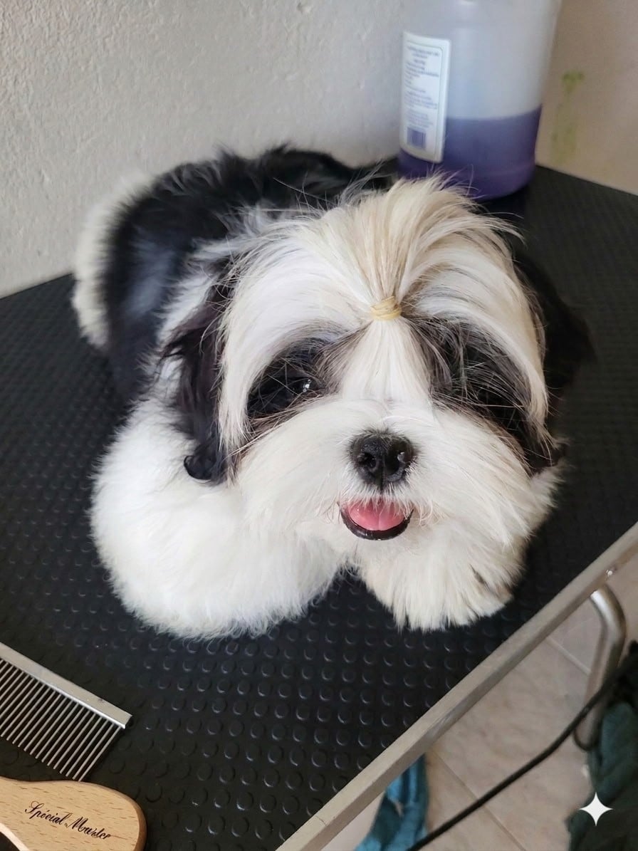 Shih Tzu - de la vallée aux mille fleurs