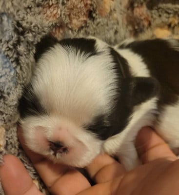 Les chiots de Shih Tzu