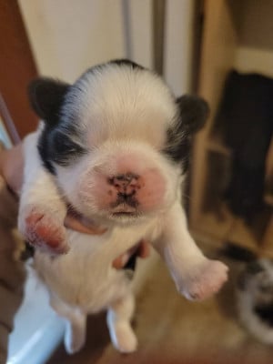 Les chiots de Shih Tzu