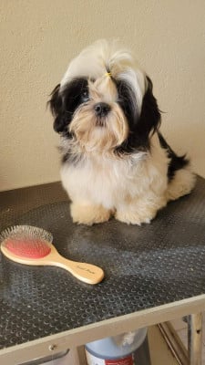 Les chiots de Shih Tzu