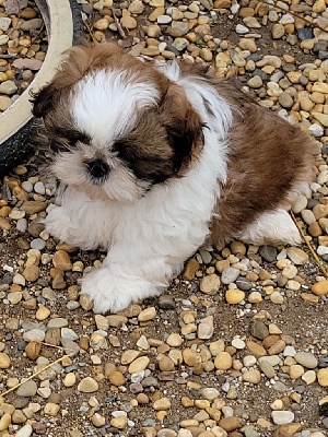 Les chiots de Shih Tzu