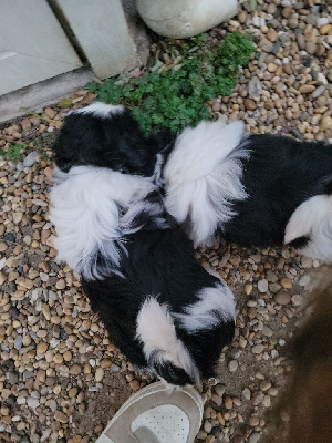 Les chiots de Shih Tzu