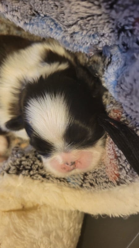 Shih Tzu - de la vallée aux mille fleurs