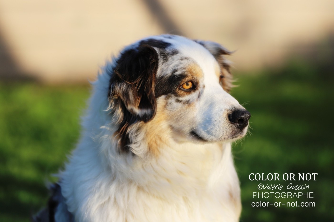 Wild Lands Kingdom Pitaya