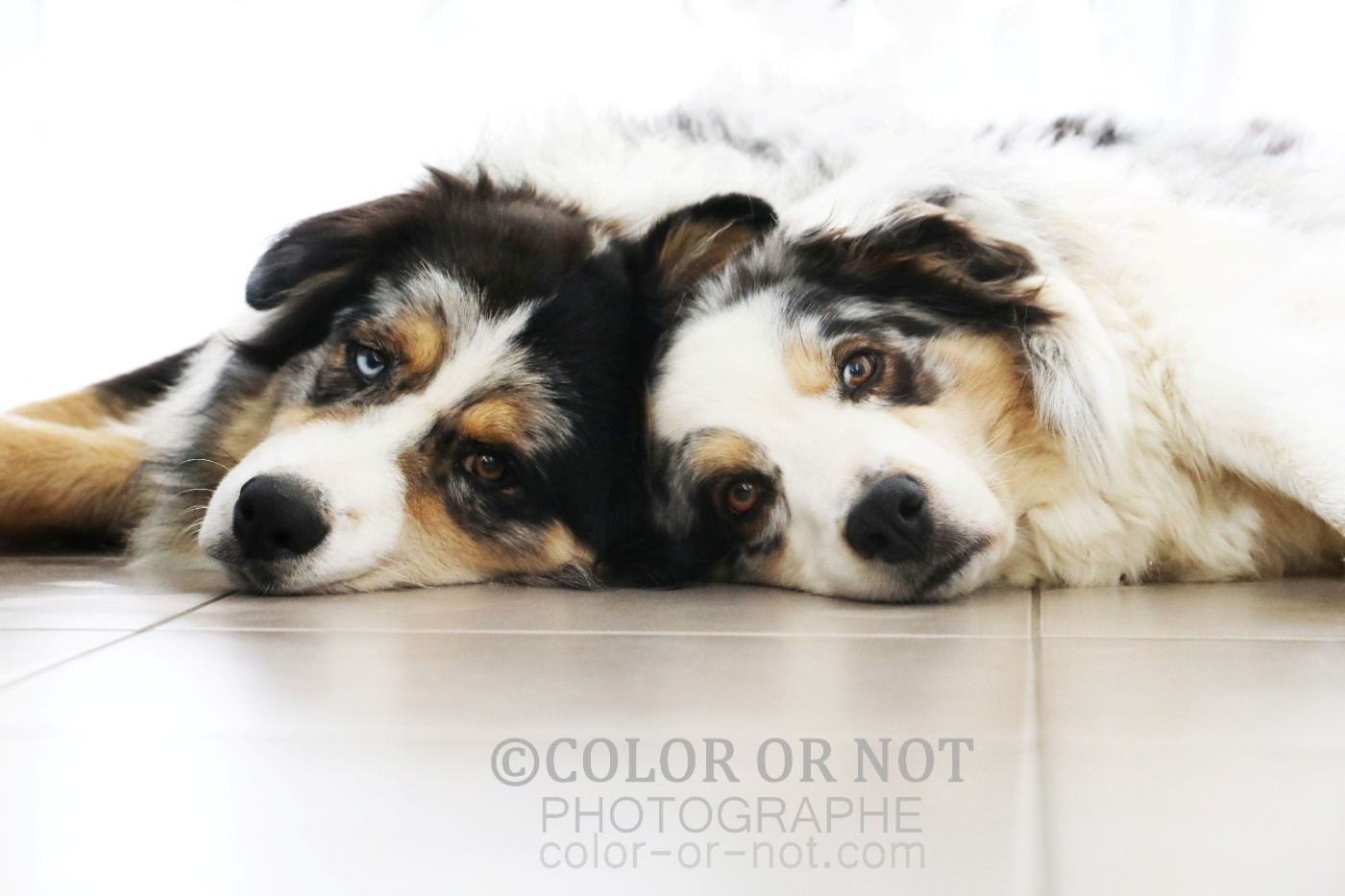 Wild Lands Kingdom Pitaya