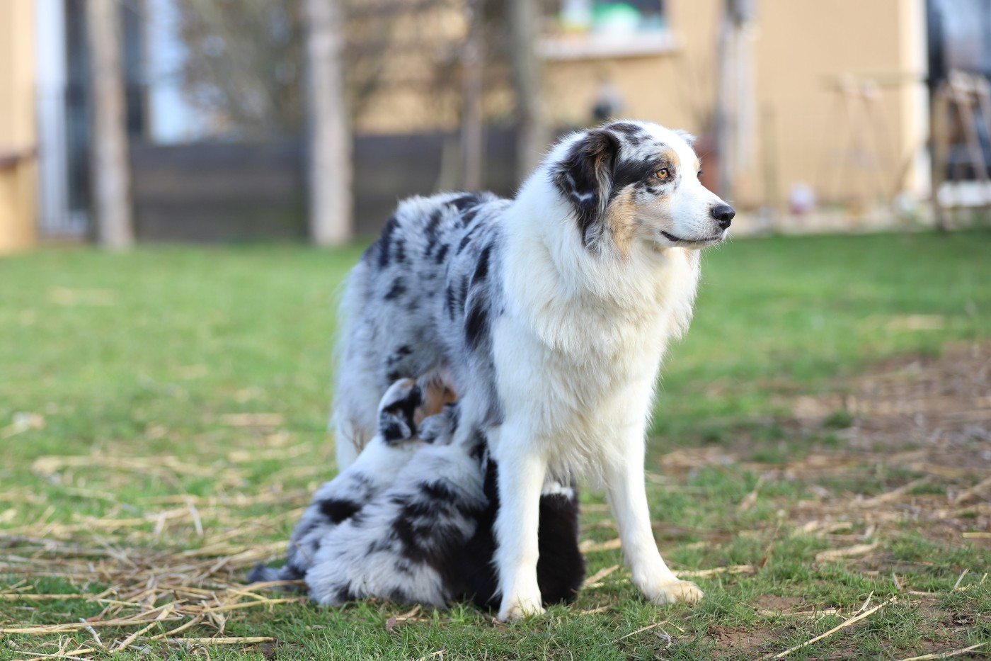 Wild Lands Kingdom Pitaya