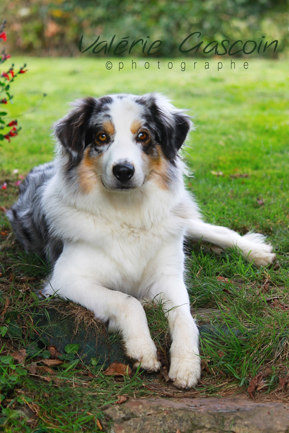 Wild Lands Kingdom Pitaya