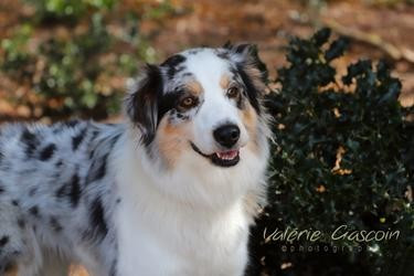 Wild Lands Kingdom Pitaya