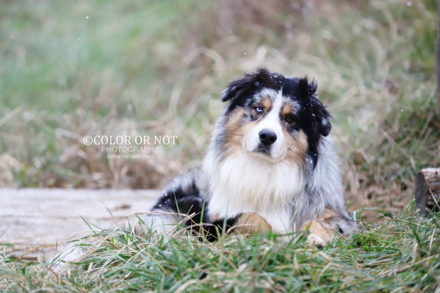 Tango De Filao Le Légendaire