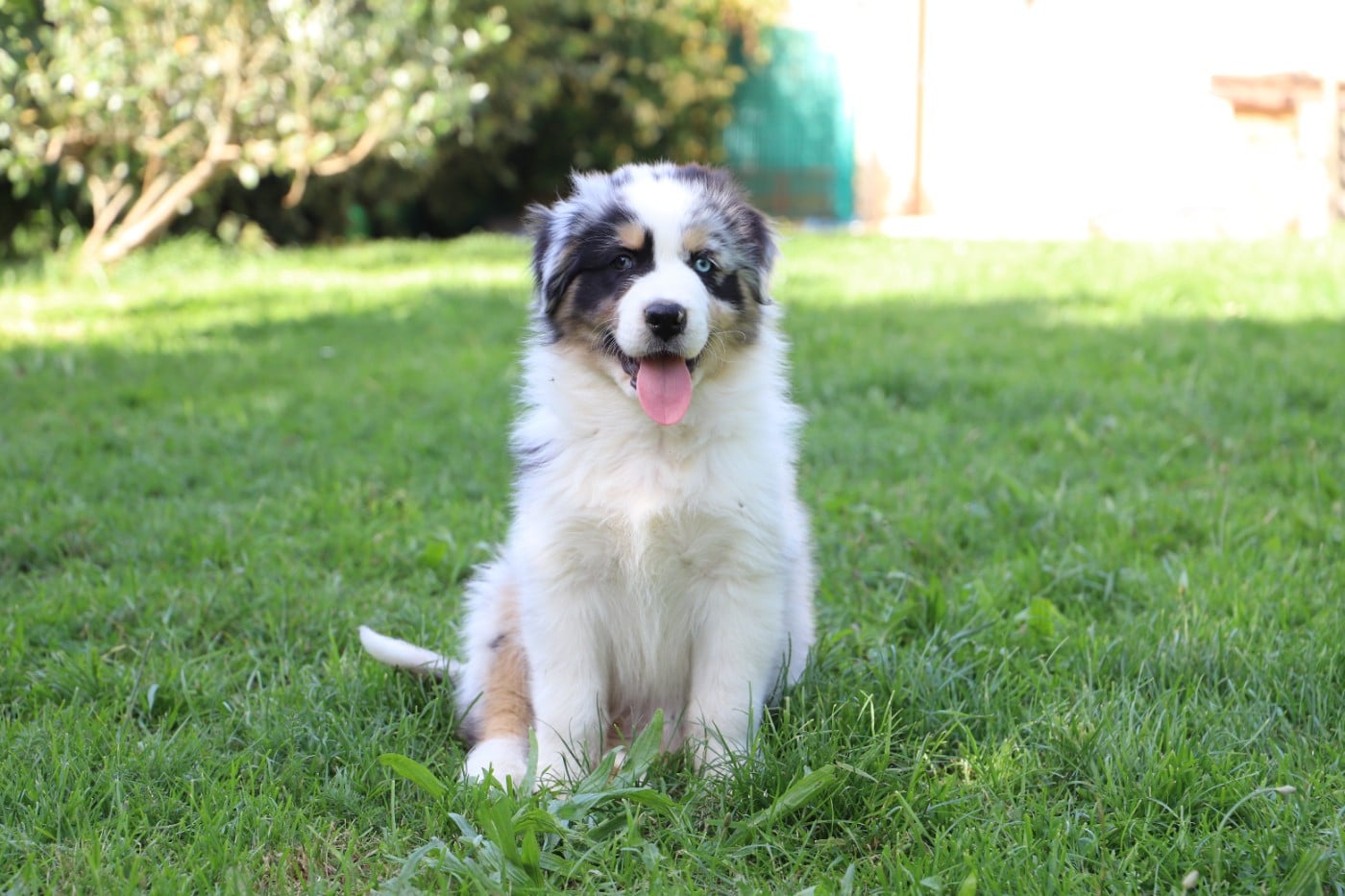 BALTO