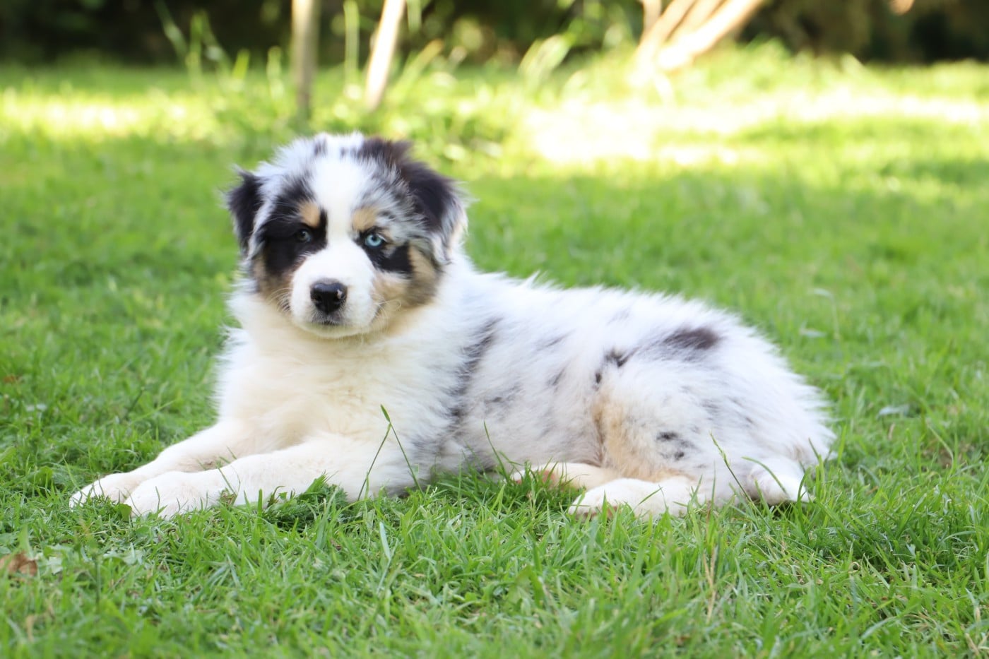 BALTO