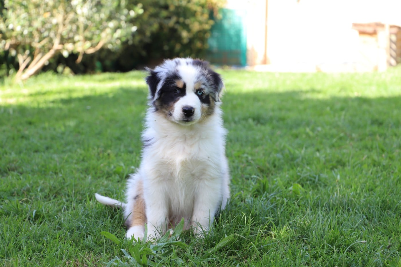 BALTO
