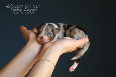 Les chiots de Berger Australien