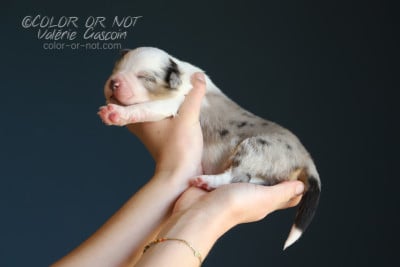 Les chiots de Berger Australien