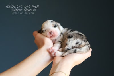 Les chiots de Berger Australien