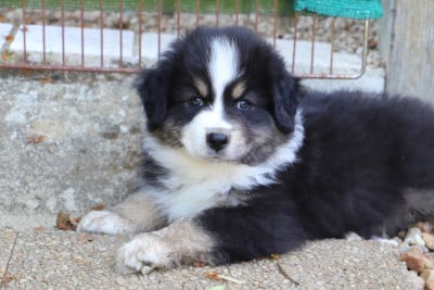 Les chiots de Berger Australien